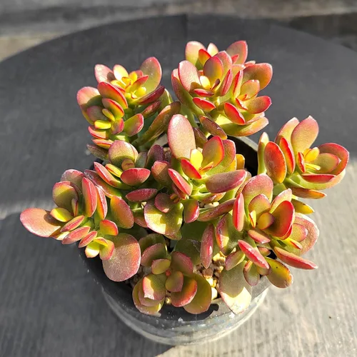Miniatura 3 de Sprout N Green Árbol de jade enano - Crassula ovata Crosby's Compact, suculenta rara y adorable completamente enraizada en maceta de 2 pulgadas