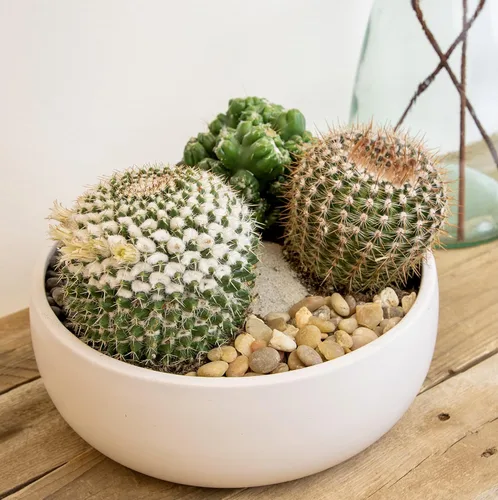 Miniatura 7 de Altman Plants, Surtido de Plantas de Cactus Plantas Vivas (3PK), Planta de Cactus Plantas Suculentas Vivas Decoración de Cactus Vivos, Plantas