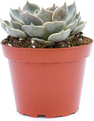 Miniatura 5 de Planta suculenta Echeveria viva - Suculenta Echeveria de 4 pulgadas con raíces completas (Echeveria Marron)
