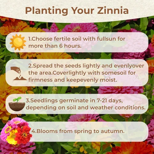 Miniatura 7 de Más de 16000 semillas de flores de Zinnia para mezcla de colores 2026-7+, alta tasa de germinación, perfectas para jardines, mezcla de semillas