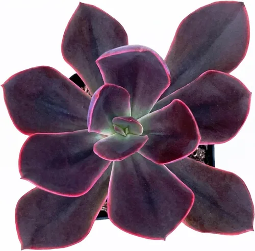 Miniatura 5 de Suculenta viva x Pachyveria 'Clavifolia', aproximadamente 2 pulgadas de gran tamaño, suculentas en maceta, totalmente enraizadas, plantas