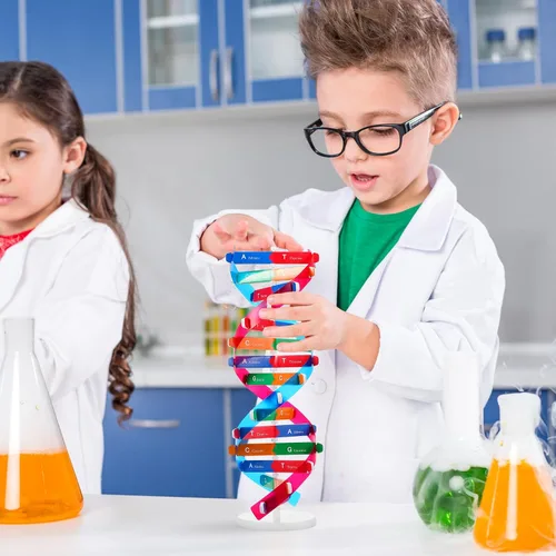 Miniatura 3 de NUOBESTY Kit de modelo de ADN, modelo de estructura de doble hélice, 13 pulgadas para ensamblar ayuda docente de biología con soporte