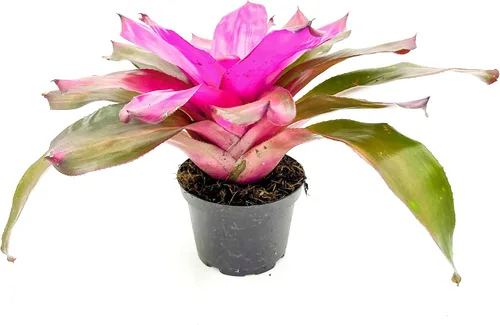 Miniatura 10 de ragnaroc Plantas Vivas – Bromelia Neoregelia Dragon, 8-12" en Maceta de 6" - 1ct - Llegada Viva Garantizada - Plantas de Casa para Decoración