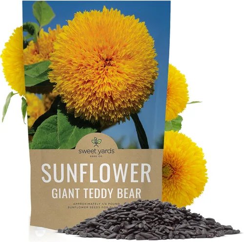 Semillas de girasol de oso de peluche gigante, bolsa a granel de 1/4 de libra, más de 5,000 semillas de flores frescas polinizadas abiertas sin OMG,