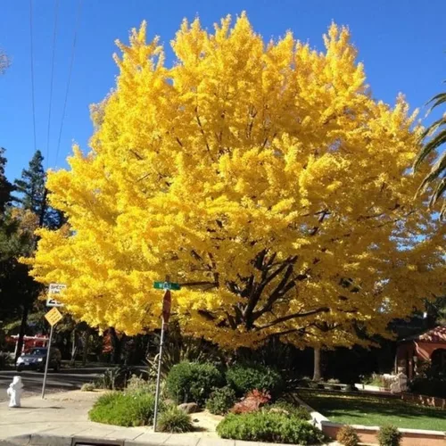 Ginkgo Tree - Planta viva en maceta de cuarto de galón, planta de árbol de ginkgo bien enraizada, lista para crecer, árbol de ginkgo de 1 a 2 años