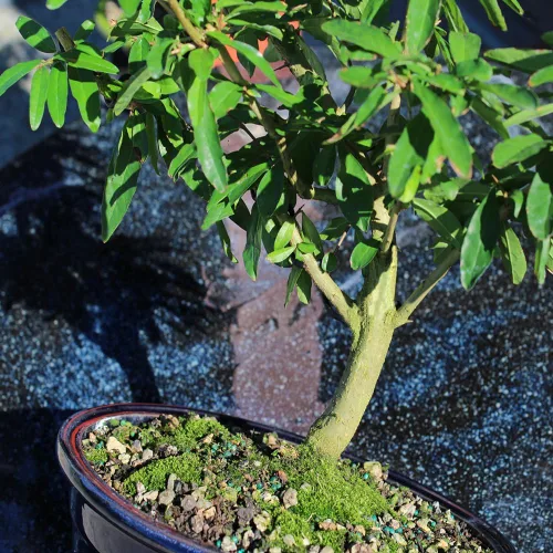 Miniatura 3 de Brussel's Bonsai Árbol bonsái de granada enana viva, grande, 6 años, de 12 a 16 pulgadas de alto, árbol bonsái vivo para exteriores con maceta