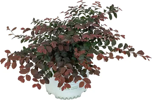 Jazz Hands Loropetalum rosa - 3 galones - Ganadores probados - Arbusto de hoja perenne - Flores de color rosa intenso - Follaje ciruela borgoña -