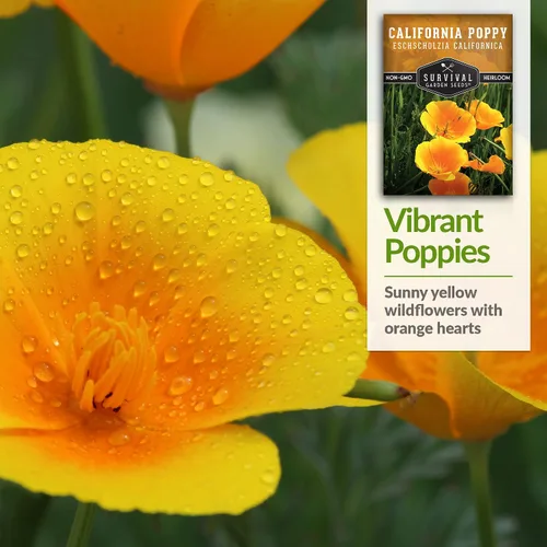 Miniatura 4 de Survival Garden Seeds Golden West California Poppy - Paquete de semillas con instrucciones para cultivar Eschscholzia Californica en tu huerto