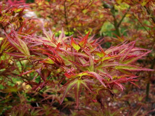 Miniatura 3 de Kamagata Japanese Maple 1 - Año Árbol vivo