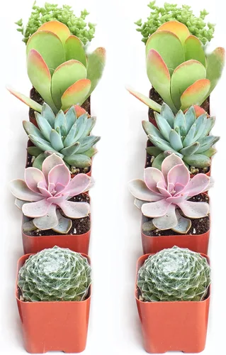 Miniatura 11 de Shop Succulents Colección surtida Surtido variado de plantas suculentas reales de interior, totalmente arraigadas, paquete de 20 unidades B