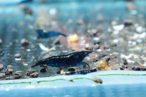 Miniatura 7 de Camarones vivos de acuario de agua dulce - Neocaridina (Carbon Rili, 10 unidades)