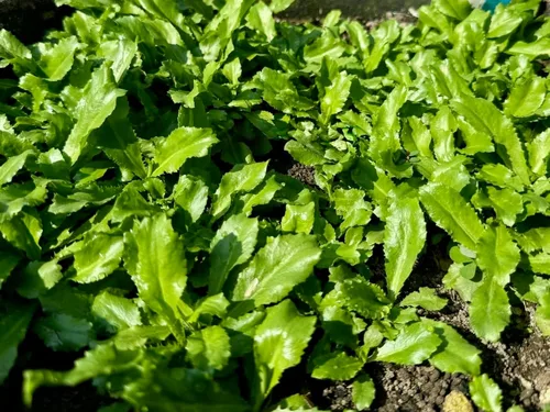 Miniatura 3 de Más de 3500 semillas de culantro - Ngò GAI - Hierba de diente de sierra - Cilantro mexicano - Cilantro largo - Recao - Semillas de fitweed