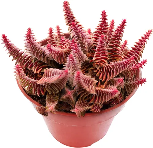 Miniatura 12 de Sprout N Green Calico Kitten, suculenta crassula pellucida variegata viva totalmente enraizada en maceta de 4 pulgadas, planta rastrera