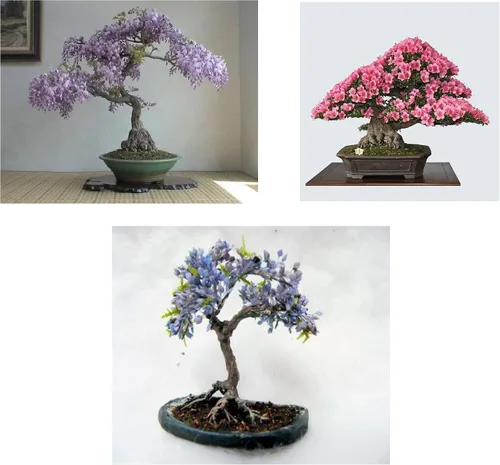 Miniatura 2 de Esquejes de sauce de cuatro globos, sombra de crecimiento rápido o privacidad, obtén 4 plantas de árbol vivas, sauce globo, ideal para bonsa