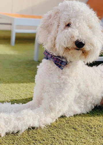 Miniatura 2 de Lionet Paws Collar para perro y gato con corbata de moño, hebilla de plástico ajustable, collar de cuadrícula para perros pequeños, medianos