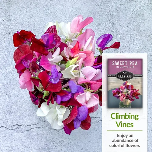 Miniatura 4 de Survival Garden Seeds - Semilla de guisante dulce de mamut para plantar - Paquete con instrucciones para plantar y cultivar flores fragantes en su