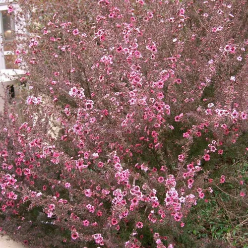 Miniatura 5 de Árbol de Manuka (Leptospermum scoparium) - Cultiva ahora o almacena para futuras plantaciones - Cápsula de 10 semillas