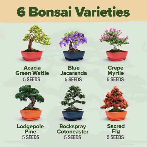 Miniatura 3 de HOME GROWN Kit de árbol bonsái – 6 variedades heredadas con macetas únicas – Kit de inicio de bonsái DIY para adultos y principiantes – Regalo