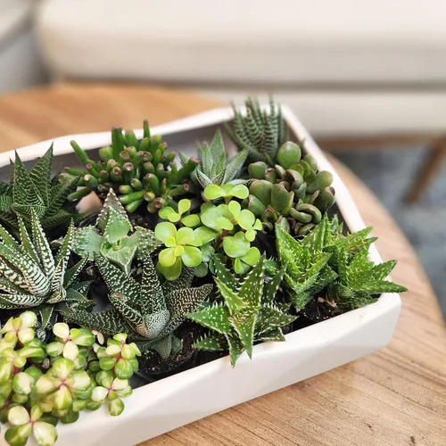 Miniatura 3 de Altman Plants, Plantas suculentas surtidas vivas para el hogar (4 paquetes), plantas suculentas para oficina y hogar, plantas vivas para interiores