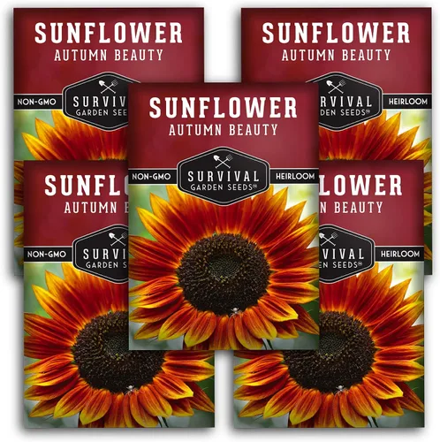 Survival Garden Seeds - Semillas de girasol de Autumn Beauty para plantar - 5 paquetes con instrucciones para plantar y cultivar flores hermosas y