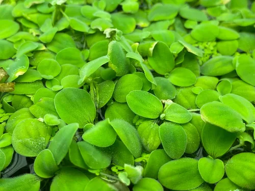 Miniatura 3 de Azolla caroliniana 10 + Plantas Vivas Flotantes Planta de Estanque Mosquito Helecho Agua Terciopelo Hada Musgo Acuario Estanques al aire libre