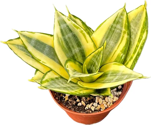 Miniatura 24 de Cotyledon Pendens de 4 pulgadas, suculenta viva completamente enraizada en macetas con mezcla de tierra, planta doméstica rara para la decoración