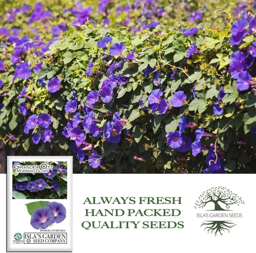 Miniatura 4 de Grandpa OTT Morning Glory Seed, 50 semillas de flores por paquete, (semillas de jardín de Isla), semillas sin OMG y reliquia, nombre botánico