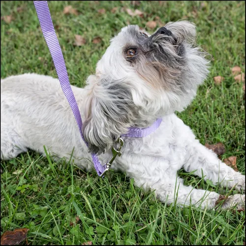 Miniatura 3 de Country Brook Petz – Collar de nailon premium con hebilla de metal para perro para razas pequeñas, medianas y grandes – 10+ colores geniales Lavanda