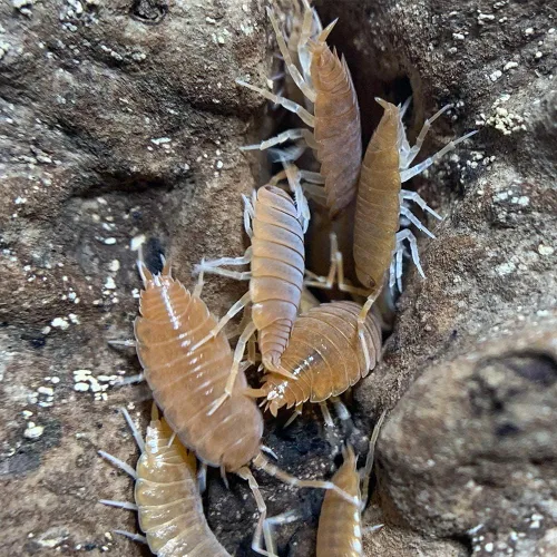 Miniatura 2 de XYZReptiles Insectos vivos en polvo isópodos naranja para la venta Equipo de limpieza para Terrario Ropa de cama de reptiles y ropa de cama