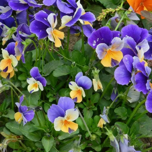 Miniatura 3 de Más de 200 semillas de pensamiento para plantar, semillas de flor de viola perenne de colores mixtos, semillas de pensamiento sin OMG para jardín
