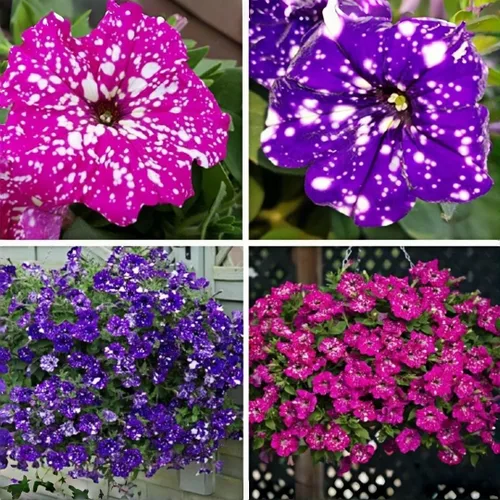 Miniatura 2 de 299 semillas anuales de flores de petunia de cielo nocturno para plantar, semillas de petunia con patrón de galaxia, flores moteadas para camas