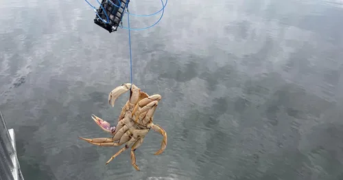 Miniatura 9 de AirFly Trampa para cangrejos moldeable para muelle, embarcadero y surf - Trampa para cangrejos de caña de pescar de 6 bucles Dungeness, cangrejos