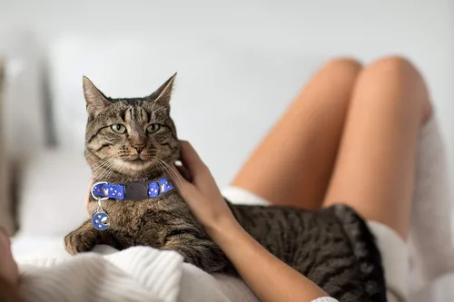 Miniatura 5 de 2 collares de gatos separables para niños y niñas, collares ajustables para gatitos con campana, negro y azul, 8 a 13.1 pulgadas Negro+Azul