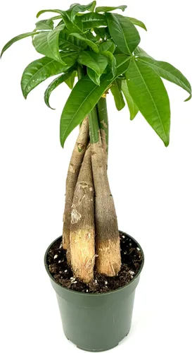 Miniatura 2 de Árbol del dinero trenzado Pachira Aquatica Live House Plant Feng Shui, maceta de 4 pulgadas