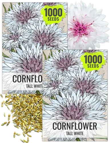 Miniatura 7 de Seed Needs, Semillas de aciano azul enano, 1500 semillas para plantar Centaurea cyanus, flores silvestres polinizadas abiertas para cultivar un