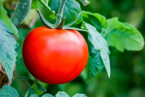 Miniatura 2 de The Caribe Caribbean Semillas de tomate para plantar, más de 100 semillas tradicionales por paquete, semillas de jardín de Isla