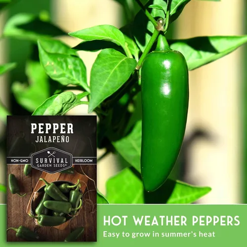 Miniatura 4 de Semillas de pimiento jalapeño para plantar, pimientos tradicionales sin OMG para encurtidos y salsas, semillas de jardín de supervivencia