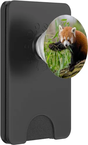 Miniatura 8 de Lote de vasos de panda rojos con diseño de oso de zorro, para amantes de la naturaleza, con agarre y soporte para teléfonos y tabletas