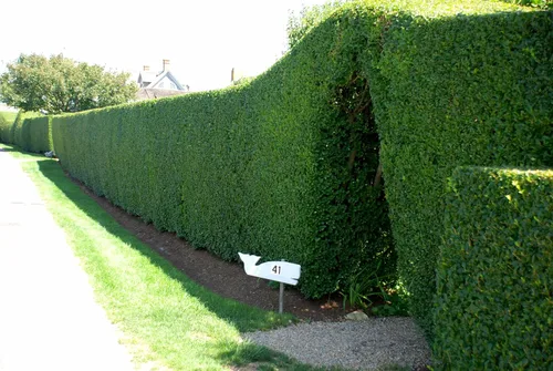 Miniatura 3 de Hierba de hoja rizada - Ligustrum Japonicum Recurvifolium - 3 plantas vivas - Seto de privacidad de floración de hoja perenne