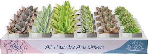 Miniatura 12 de Costa Farms Mini plantas suculentas vivas en macetas de plástico, suculentas de interior fáciles de mantener, plantas de interior para decoración