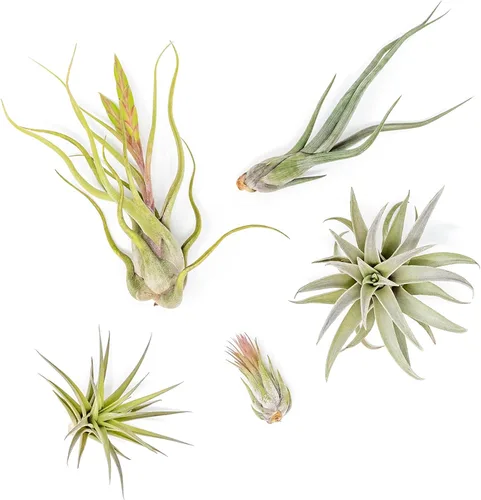 Air Plant Shop Paquete de 5 plantas de aire Tough Stuff Collection de Tillandsia, al por mayor y a granel, suculentas, Tillandsia viva, plantas de