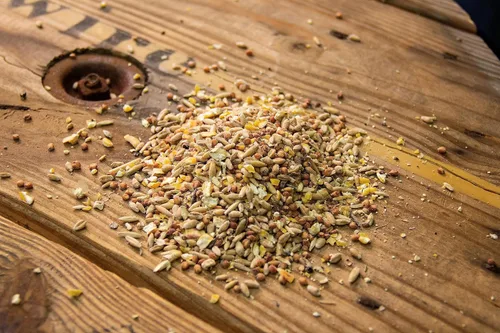 Miniatura 2 de New Country Organics Alimento para pollo Alimento para arañazos para aves de corral adultas Sin soja 9% de proteína Certificado orgánico
