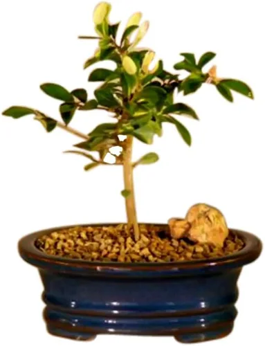Bonsai Boy Floración Lavanda Estrella Flor Bonsai Árbol - Pequeño Grewia Occidentalis