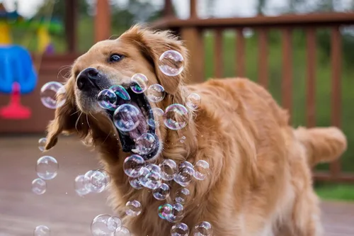 Miniatura 3 de Puppy Love Bubbles, burbujas perfumadas de mantequilla de maní de 4 onzas, paquete de 2 botellas con sabor a mantequilla de maní para perros