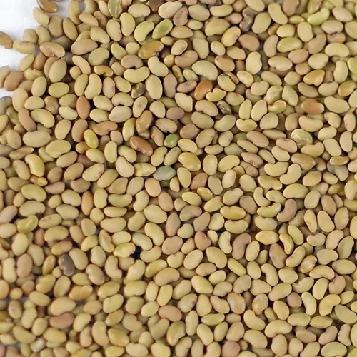 Miniatura 2 de Semilla de brote de alfalfa orgánico certificado – marca Handy Pantry – semillas de alta germinación comestibles - jardinería, cultivos