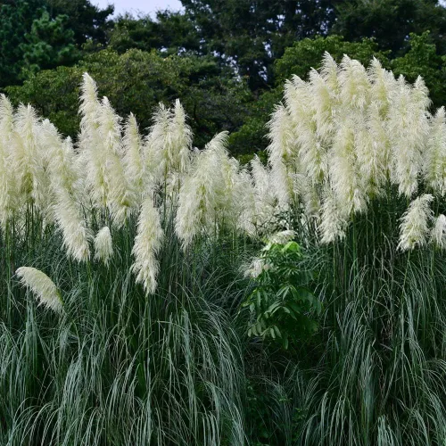 Miniatura 4 de 1000+ semillas mixtas de hierba de las Pampas Cortaderia Selloana para plantar, semillas de plantas ornamentales, decoración de jardín, flores altas