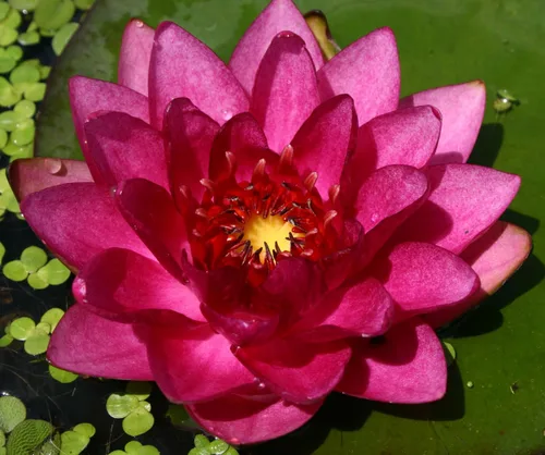 Miniatura 12 de Azolla caroliniana 10 + Plantas Vivas Flotantes Planta de Estanque Mosquito Helecho Agua Terciopelo Hada Musgo Acuario Estanques al aire libre