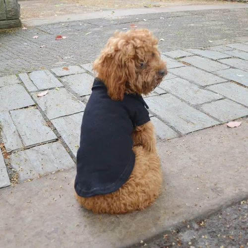 Miniatura 8 de lovelonglong Polo básico para perro, de algodón de primera calidad, para perros grandes, medianos y pequeños, con cuello de dos botones, color Negro
