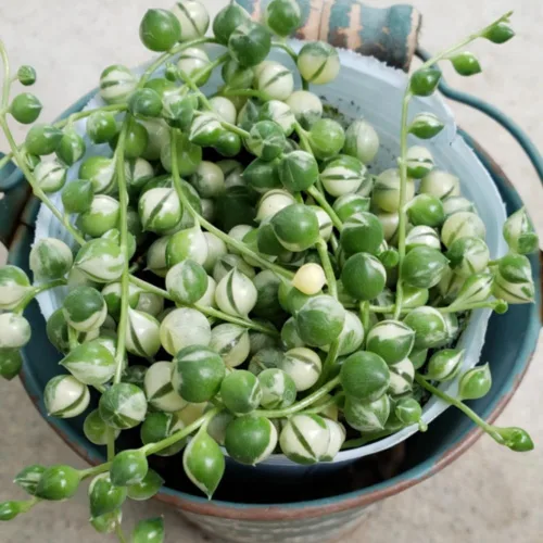 Miniatura 5 de Cadena de perlas planta viva en maceta de 4 pulgadas, suculentas raras en cestas colgantes, suculenta trepadora para casa u oficina