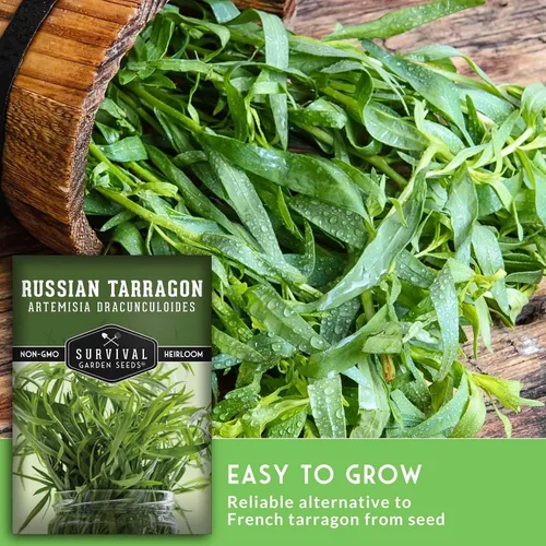 Miniatura 4 de Semillas de estragón ruso para plantar, hierba culinaria de reliquia, semillas perennes de polinización abierta sin OMG para cultivar, semillas
